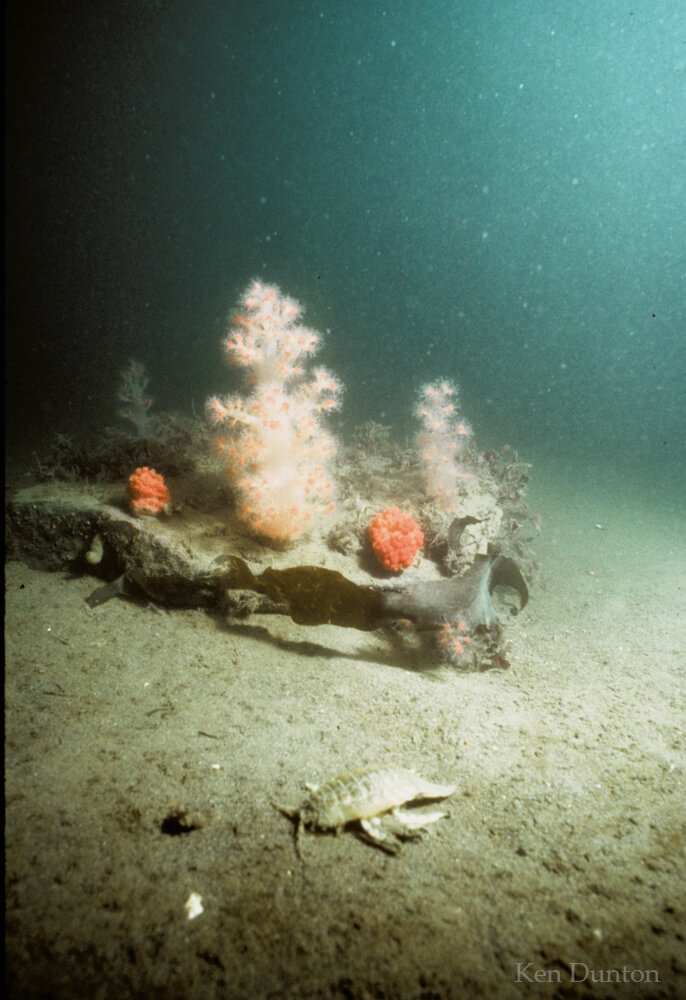 Soft coral (Gersemia rubiformis) in extended and contracted states, with isopod (Saduria entomon) in foreground